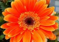 /album/rezane-kvetiny/gerbera-1-1-jpg/